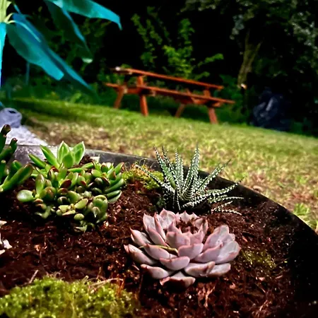 Campsite Tiki House M-home-climatise - Belle Parcelle ! *